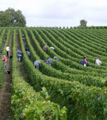 Le travail à la vigne ça ne s'invente pas !